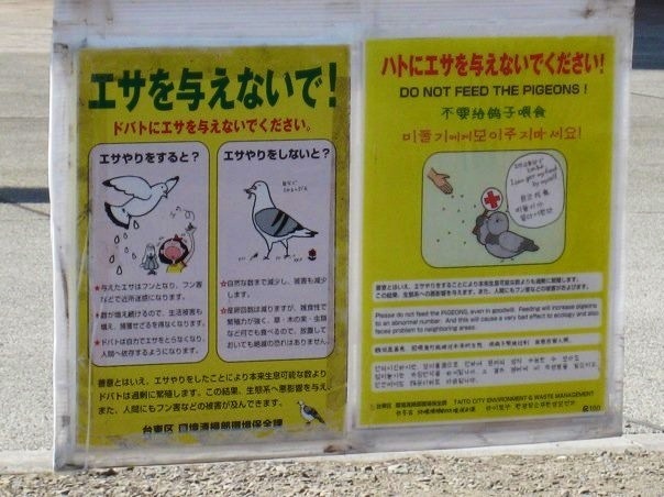 please don't feed the pigeons