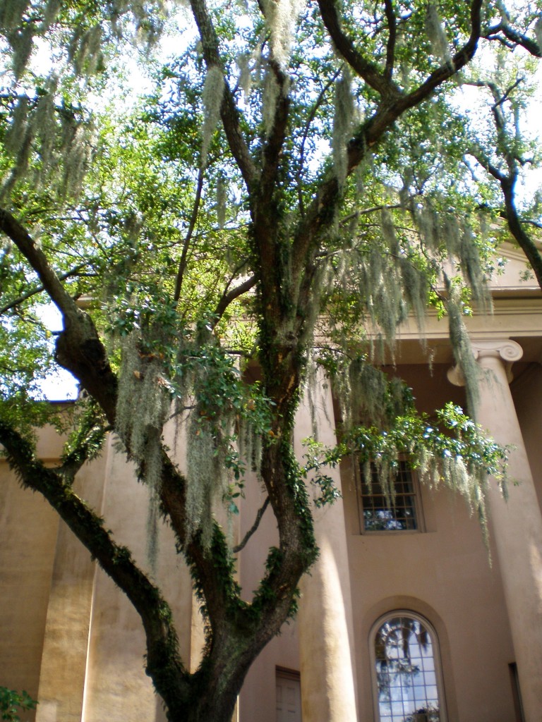 college of charleston willows