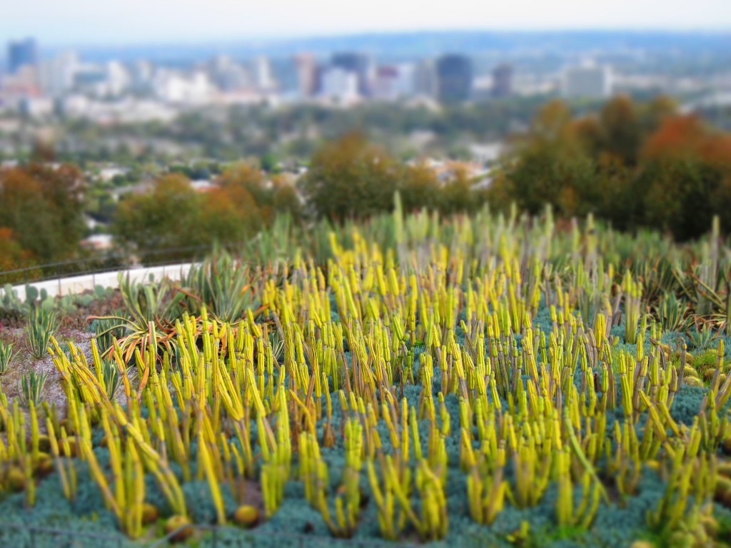 the cactus garden at the getty center in los angeles