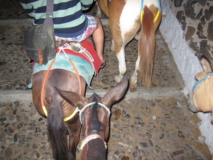 climbing the stone path from the port to fira on donkeys.