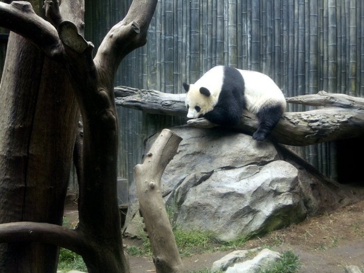 cuuuute panda at the san diego zoo