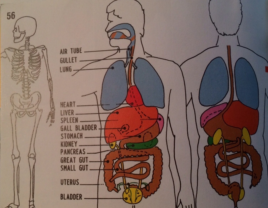 the point it anatomy guide