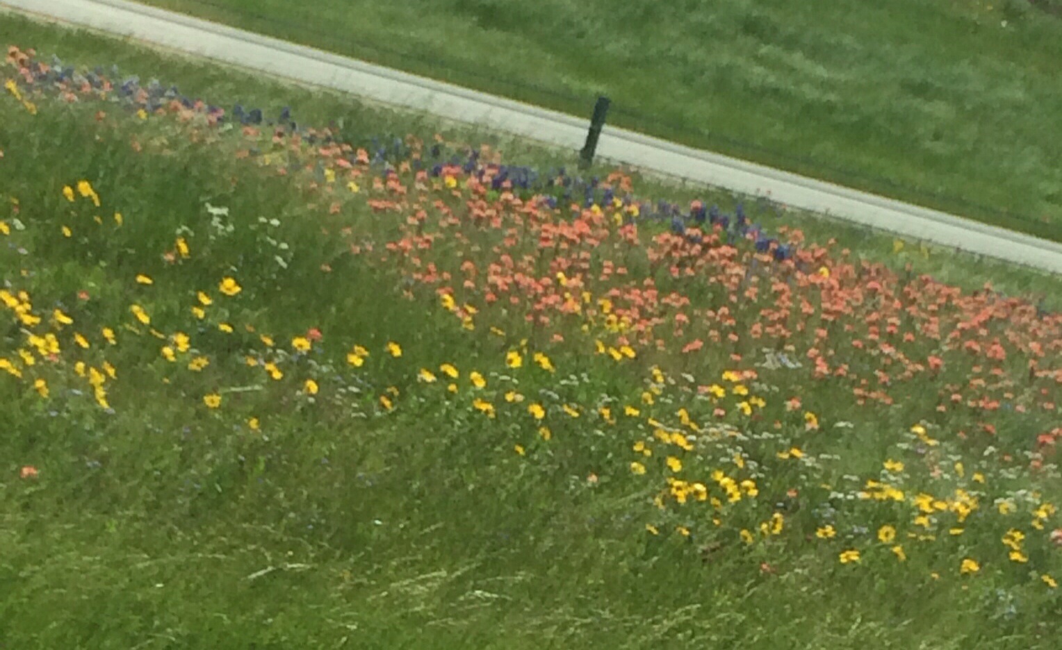 hundreds of miles of wildflowers line highway 45 between houston and dallas
