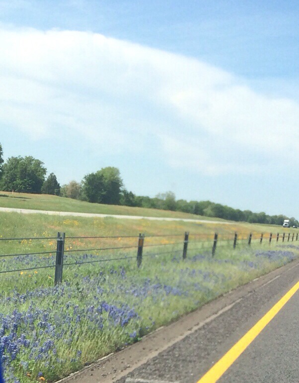 bluebonnets! the state flower of texas, and the backdrop of many texas family photos.