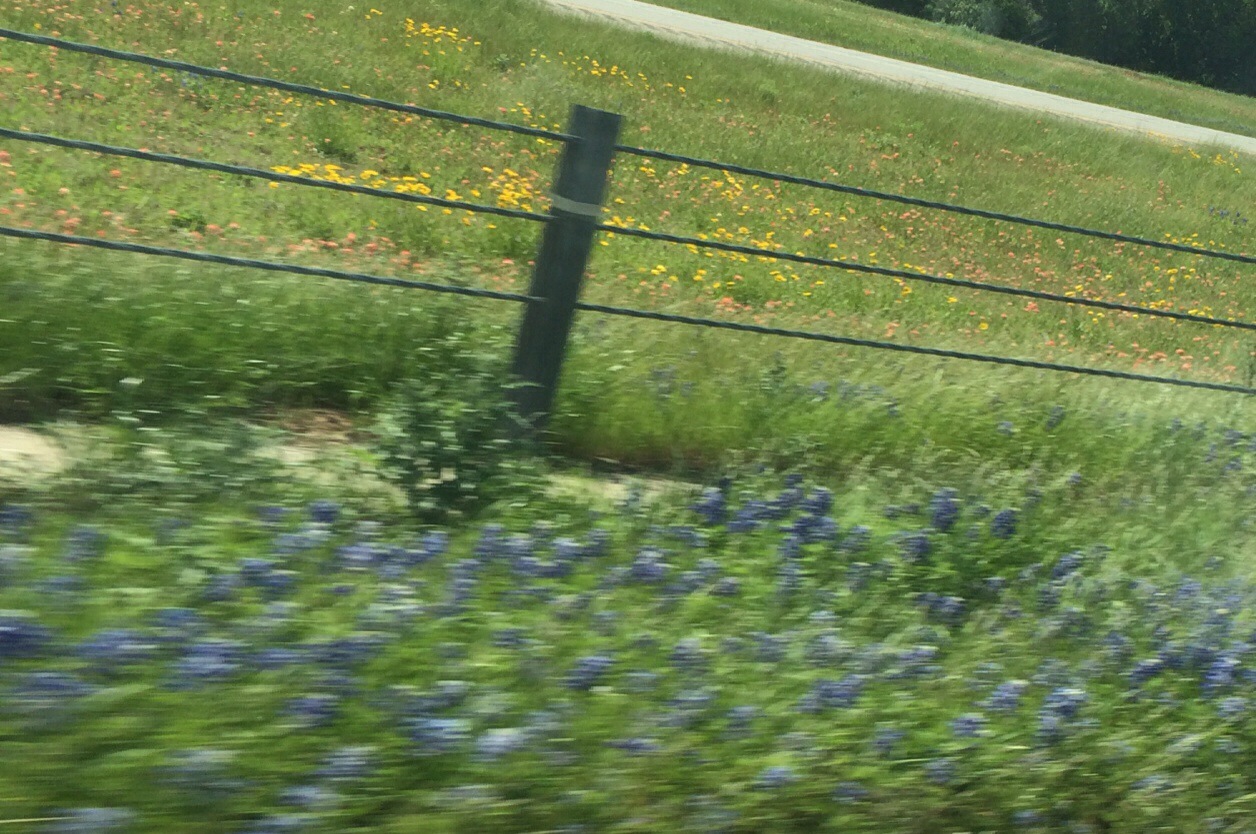 a sprinkling of the famous texas bluebonnets, alongside shades of yellow and pink in the median