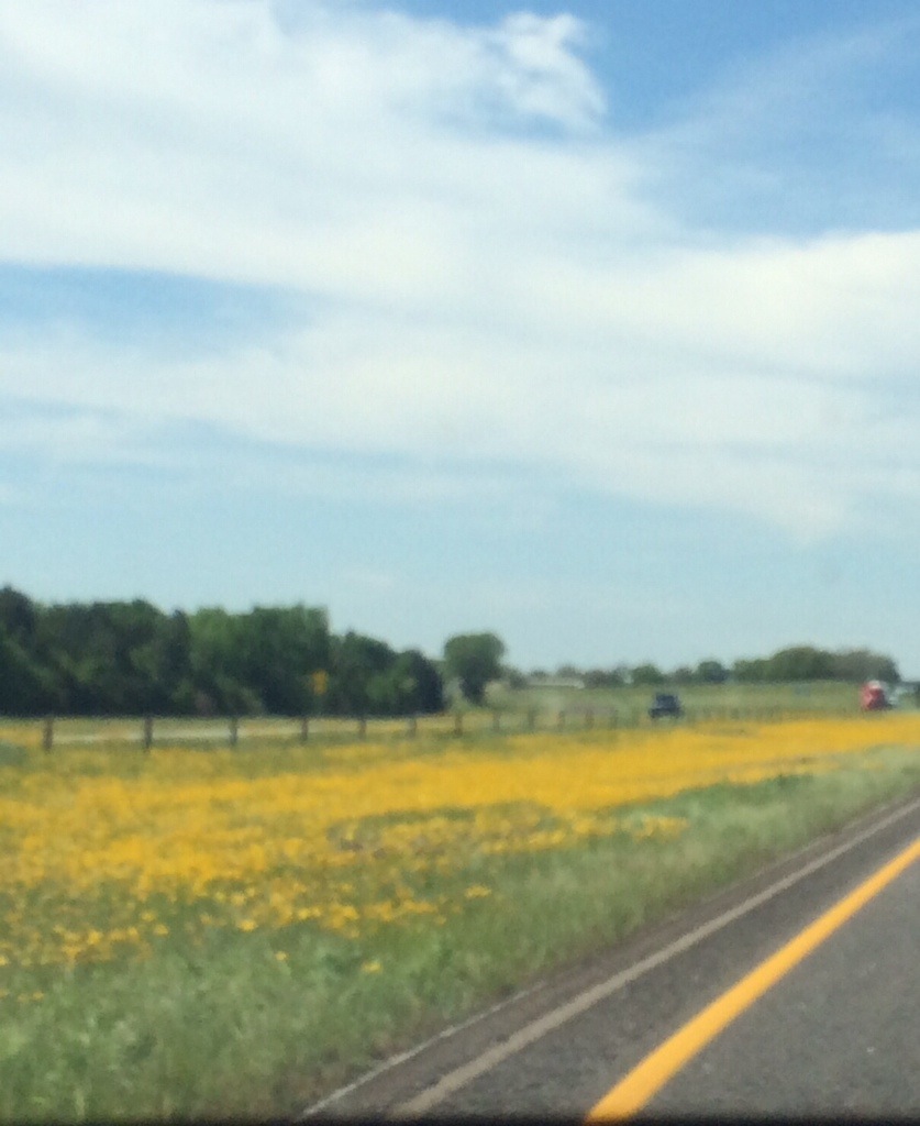 blurry, but beautiful - miles of bright yellow wildflowers along highway 45