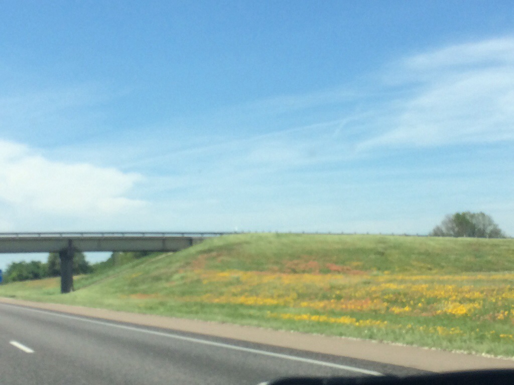 texas wildflowers along a hill on highway 45
