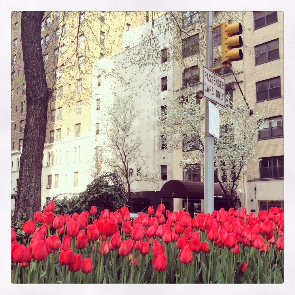 tulips on park avenue