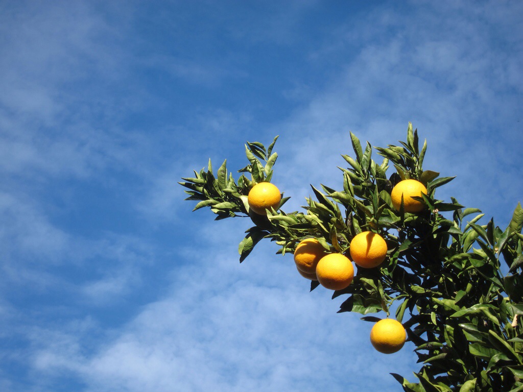 the lemon trees at babylonstoren look fake. just saying.