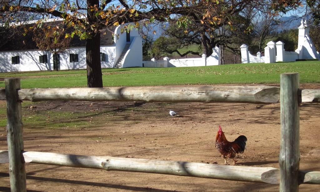epitome of free range chickens.