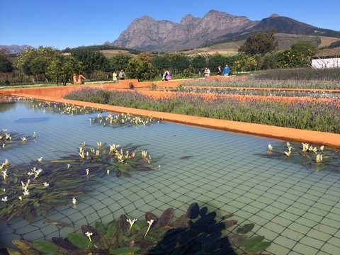 the grounds of babylonstoren in the middle of the cape town winelands