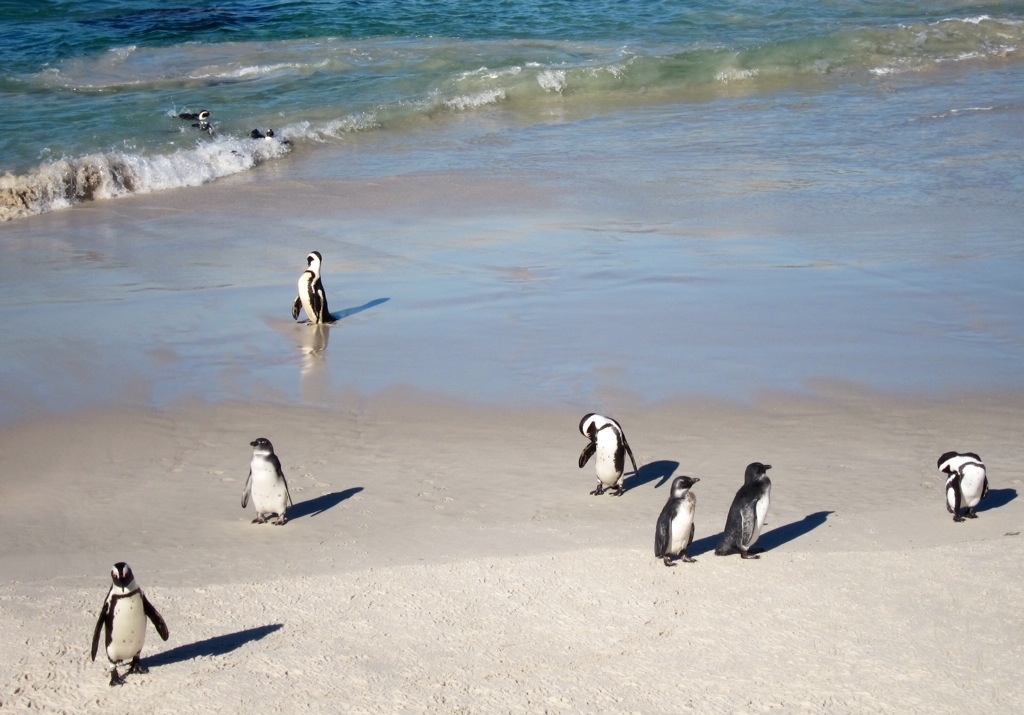 penguin sighting at simon's point on the eastern edge of the cape peninsula - i love them!