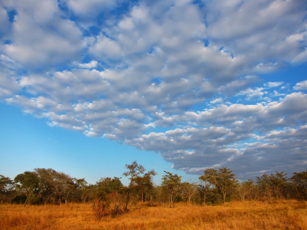 the south african bush. #nofilter