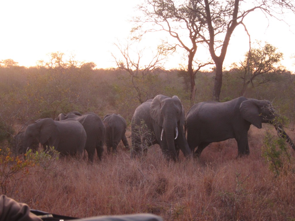 these elephants smelled lion dung on our car and freaked out. they immediately circled the babies and prepared to charge. we exited quickly.