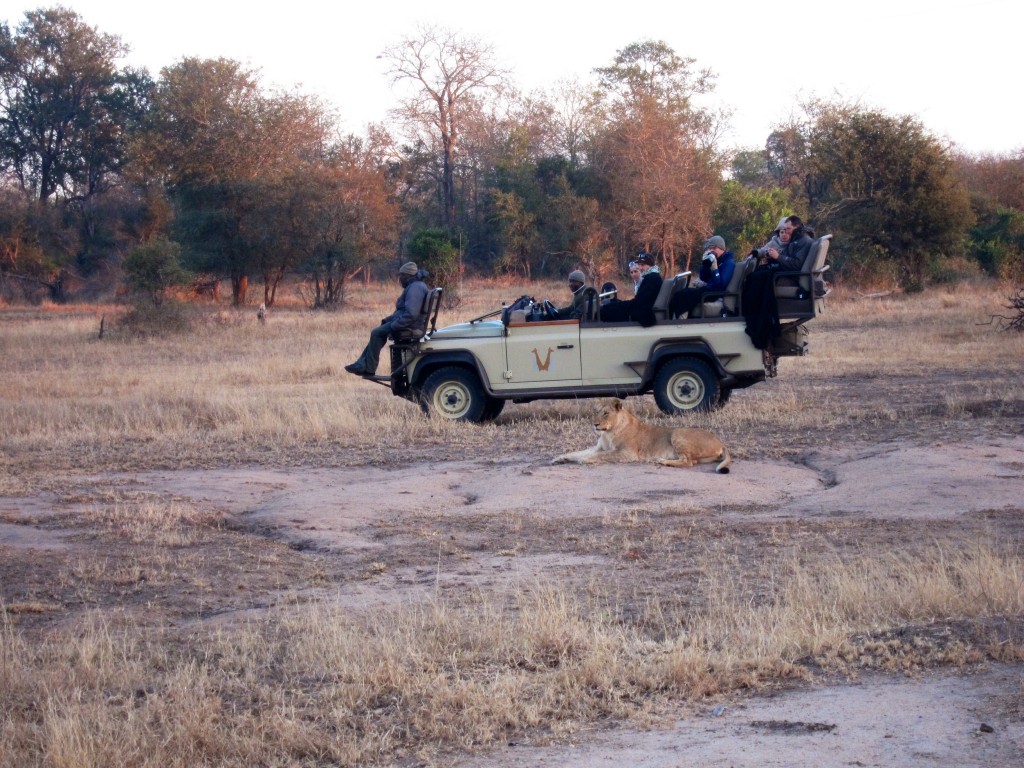 this is a photo of another vehicle with a lion lying in front. this is how close we would get to the animals! it's insane! usually we would drive up to a pride of five to seven lions and just chill with them for 20 minutes.