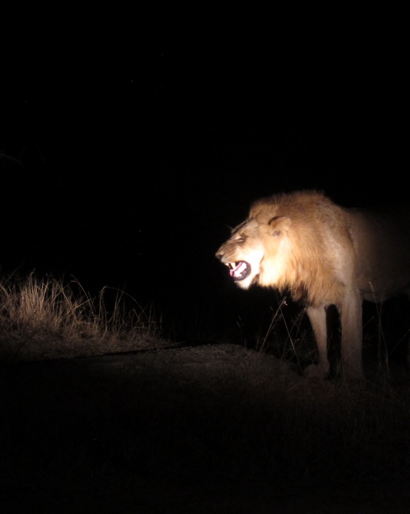 this is what you find at night when searching for nocturnal animals. #scary