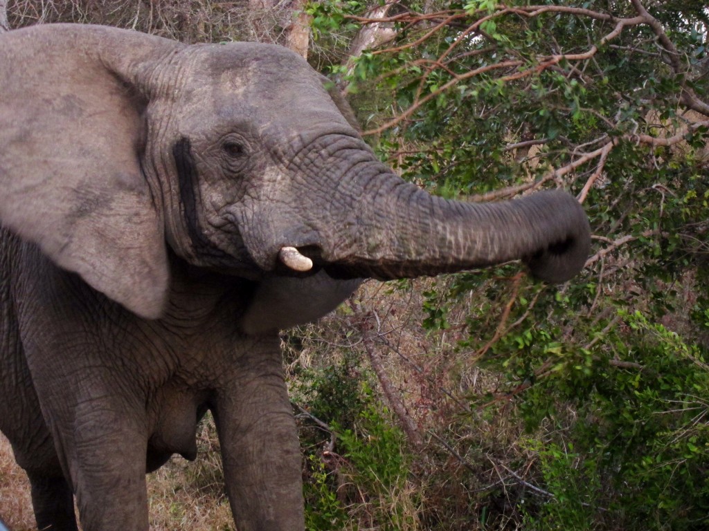 just a crazy close elephant ripping apart a tree.