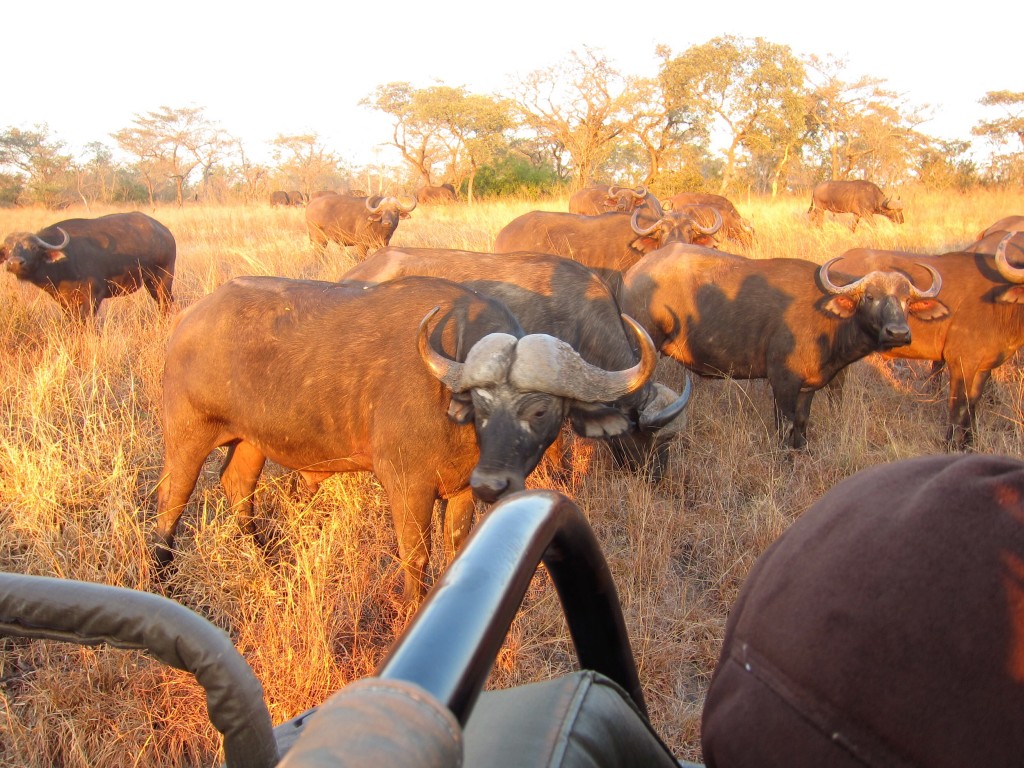 the african buffalo: hideous and dangerous.