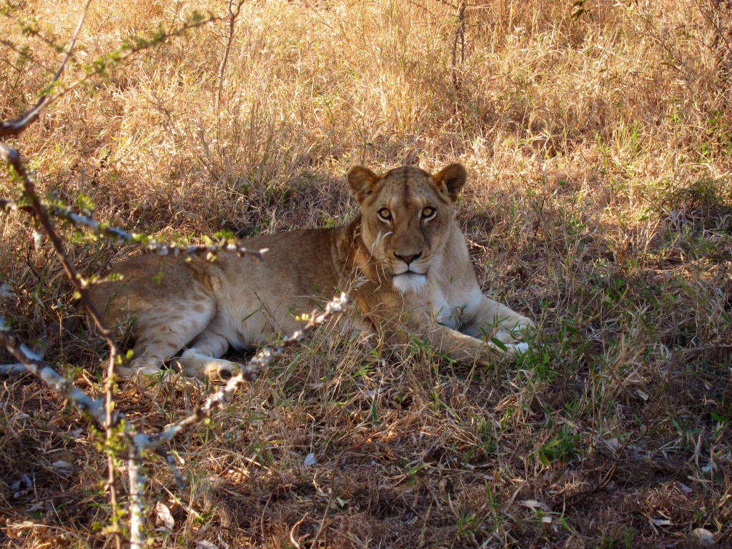 if that's not going to cause your heart to pause, i'm not sure what will. mama lion at kapama game reserve.