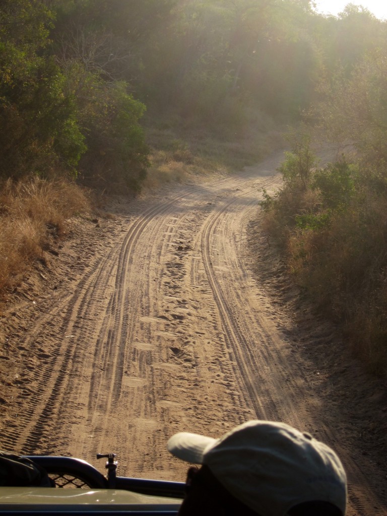 these are the footprints/tracks the tracker looks for when searching for the animals. the large round ones are elephants, and we learned how to identify the tracks of rhinos, hippos, leopards, lions, and more.