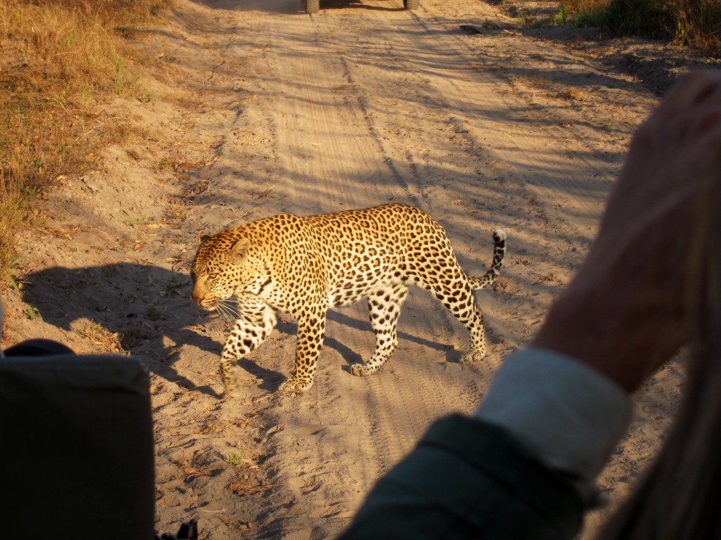 this is a leopard that is really close.