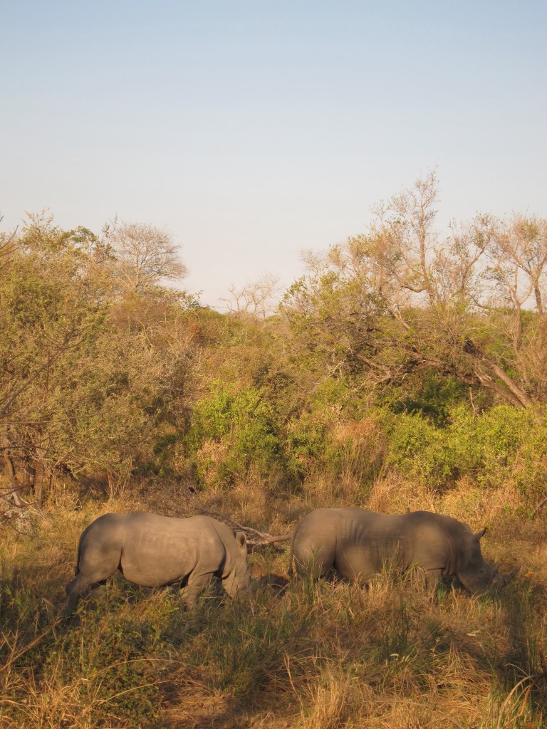 just a couple of rhinos out for a snack.