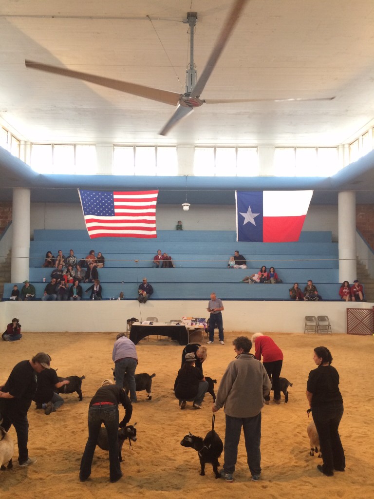 goats at texas state fair