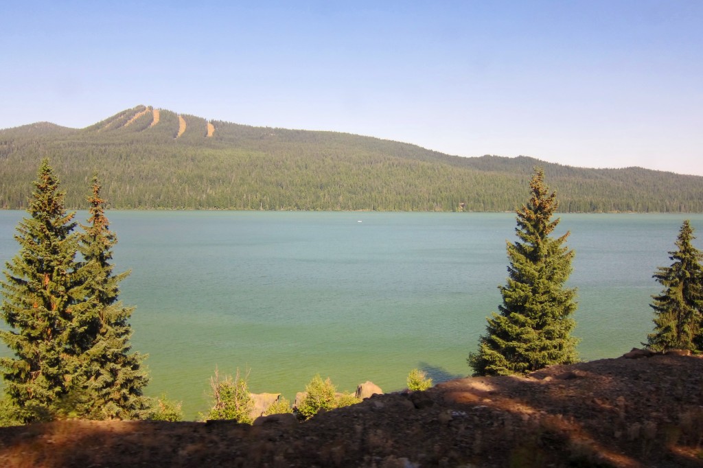 oregon pine trees, as seen from the window of our train, en route to seattle from los angeles