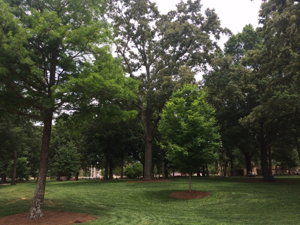 the famous grove at ole miss - this time, with no tailgaters